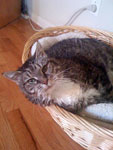 Lizzie