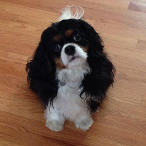 Gus looking very cute